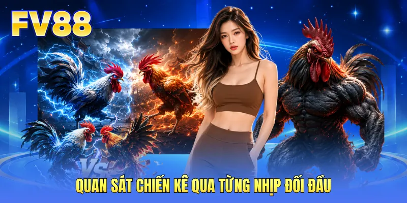 Quan sát chiến kê qua từng nhịp đối đầu Quan sát chiến kê qua từng nhịp đối đầu